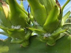 (Trừ bọ trĩ, rệp sáp thanh long) Thuốc trừ bọ trị và rệp sáp thanh long, không nóng, phun được giai đoạn trái non, trái chín