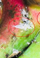 (Trừ bọ trĩ, rệp sáp thanh long) Thuốc trừ bọ trị và rệp sáp thanh long, không nóng, phun được giai đoạn trái non, trái chín