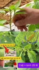 Thuốc chuyên trừ bọ trĩ gây hại trên cây Ớt, không nóng, mát cây và mát bông, trái ớt