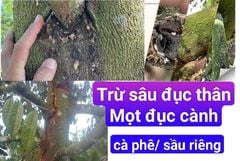 (Sâu đục thân, mọt đục cành) Thuốc trừ sâu đục thân và mọt đục cành gây hại cà phê, sầu riêng...