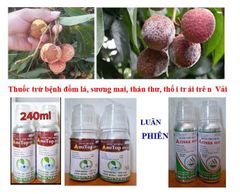 Thuốc trừ bệnh đốm lá, sương mai, thán thư, thối trái trên Vải - Chai Amitop 450SC (nhập khẩu Ấn độ) trừ bệnh nhưng không nóng cây