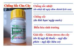 (Chuyên lúa) Thuốc điều hòa sinh trưởng Newbra 0.01 SL, 24 Epi Brassinolide 0.01 g/l: chống sốc cây trồng, giải độc giảm stress :giúp cây ra rễ mạnh, đẻ nhánh, thoát trổ đồng loạt và vô gạo tối đa