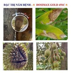 Thuốc đặc trị nấm bệnh DOSIMAX GOLD 45 SC 250ml: phòng trừ bệnh xì mủ, bệnh thán thư, bệnh thối trái trên sầu riêng và bệnh phấn trắng