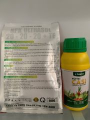 Giải pháp dinh dưỡng giúp lớn trái dừa, hạn chế nứt trái dừa