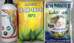 Tạo mầm sầu riêng mùa thuận lần 1, lần 2, lần 3: kích thích mầm ra đồng đều, mầm khỏe, ra hoa theo ý muốn