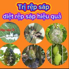 TOP các sản phẩm chuyên đặc trị rệp sáp hiệu quả