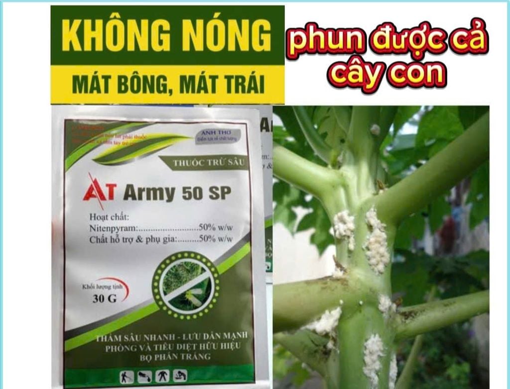Thuốc phòng trừ rệp sáp hiệu quả và an toàn trên đu đủ - AT ARMY 50SP trừ rệp sáp, rầy mềm, bọ trĩ gây hại đu đủ, không nóng, phun được cả cây con