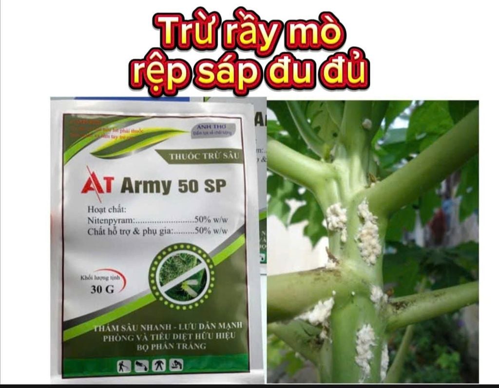 Thuốc phòng trừ rệp sáp hiệu quả và an toàn trên đu đủ - AT ARMY 50SP trừ rệp sáp, rầy mềm, bọ trĩ gây hại đu đủ, không nóng, phun được cả cây con