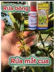Rửa mắt cua sầu riêng, bảo vệ mầm hoa sầu riêng không bị nấm bệnh tấn công, bông  không bị đen