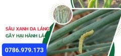 Đặc trị sâu hành đã kháng thuốc, trừ sâu xanh da láng trên hành