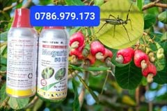 (480ml) Thuốc trừ sâu MEGARIN 50EC: Trị rầy thánh giá, Bọ Xít muỗi gây hại sầu riêng, bọ xít muỗi gây hại điều/ ca cao, Sâu Xanh đậu tương