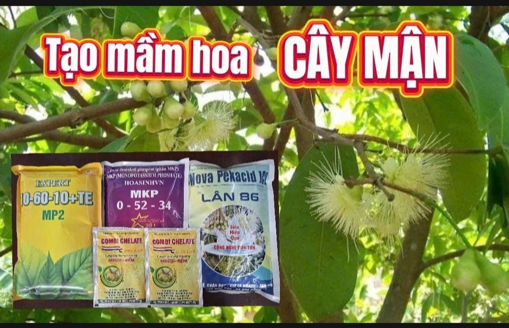 (Tạo mầm hoa cho mít, mận) Combo tạo mầm mạnh cho mít thái, mít ruột đỏ indo; mận - giúp cây ra hoa nhiều, ra hoa đồng loạt và tăng tỷ lệ đậu trái