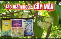 (Tạo mầm hoa cho mít, mận) Combo tạo mầm mạnh cho mít thái, mít ruột đỏ indo; mận - giúp cây ra hoa nhiều, ra hoa đồng loạt và tăng tỷ lệ đậu trái