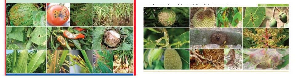 Bộ Giải Pháp 1 gói SẠCH BỆNH 1102 + 1 gói AGRONIL: đặc trị sương mai, cháy lá, đốm lá trên cây dưa hấu