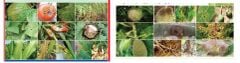 Bộ Giải Pháp 1 gói SẠCH BỆNH 1102 + 1 gói AGRONIL: đặc trị sương mai, cháy lá, đốm lá trên cây dưa hấu