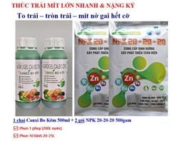 (Lớn trái, nặng ký) Bộ đôi lớn trái ổi, lớn trái mít, lớn trái vú sữa, trái to tròn đều, hạn chế méo trái, đặc ruột nặng ký