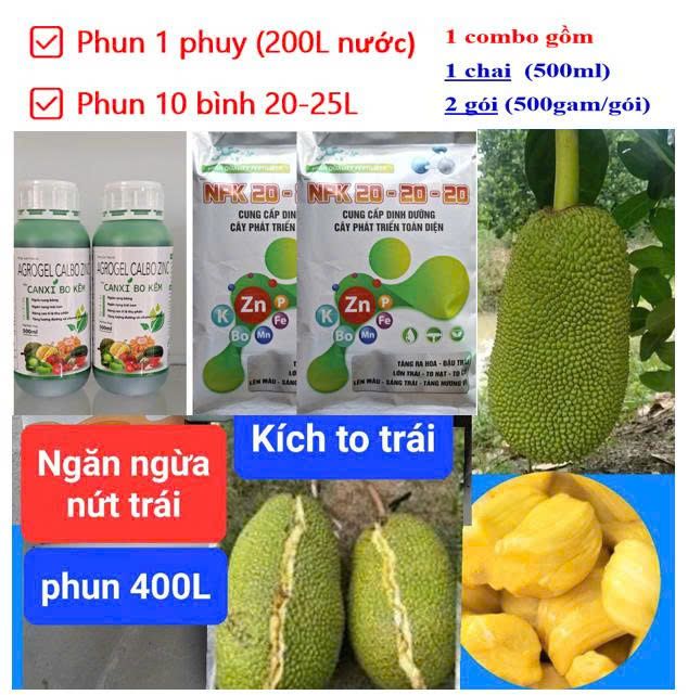 (Lớn trái mít, Sâu đục trái mít, Rệp sáp mít) Phân thúc lớn trái mít, nặng ký và phòng trị sâu đục trái mít, trừ rệp sáp mít không gây nóng trái