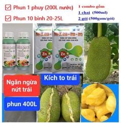 (Lớn trái mít, Sâu đục trái mít, Rệp sáp mít) Phân thúc lớn trái mít, nặng ký và phòng trị sâu đục trái mít, trừ rệp sáp mít không gây nóng trái