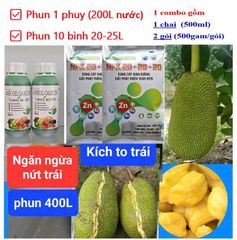 (Lớn trái mít) Bộ đôi lớn trái mít, trái to tròn đều, hạn chế méo trái, nở gai hết cỡ, múi mít to, nặng ký, chống nứt trái