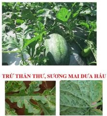 Thuốc trừ bệnh AGRONIL 75WP 50gam: trị bệnh khô vằn trên lúa, trừ bệnh sương mai và thán thư trên dưa hấu