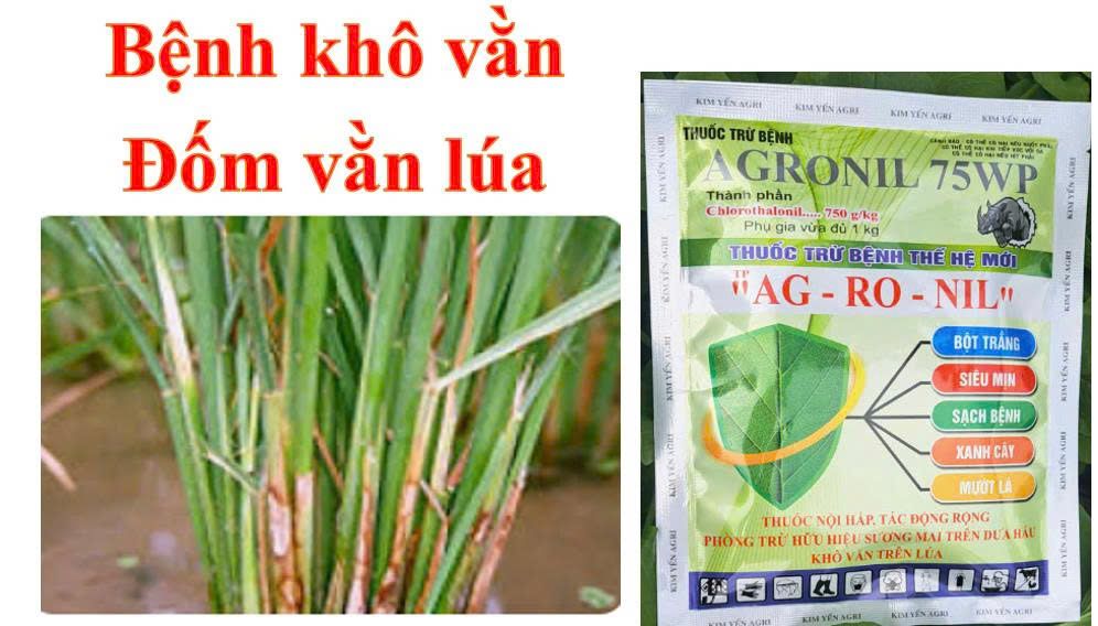 Thuốc trừ bệnh AGRONIL 75WP 50gam: trị bệnh khô vằn trên lúa, trừ bệnh sương mai và thán thư trên dưa hấu