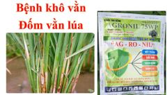 Thuốc trừ bệnh AGRONIL 75WP 50gam: trị bệnh khô vằn trên lúa, trừ bệnh sương mai và thán thư trên dưa hấu