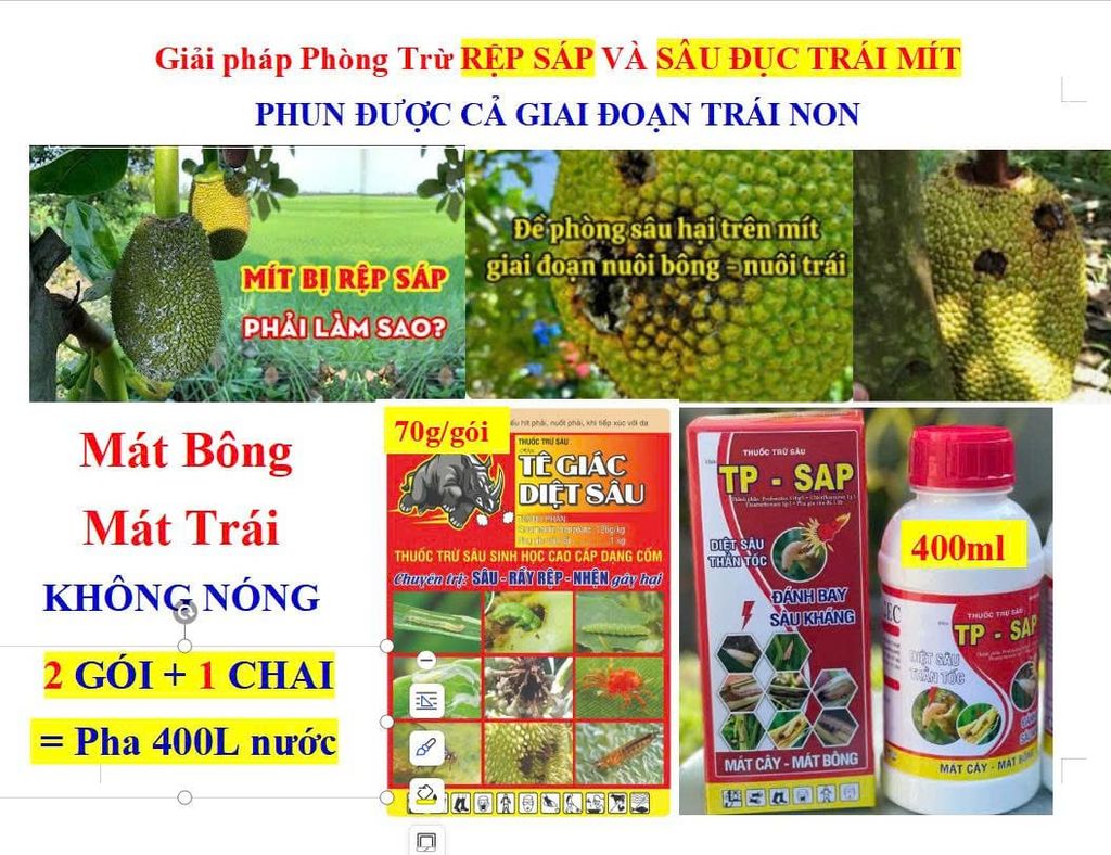 (Lớn trái mít, Sâu đục trái mít, Rệp sáp mít) Phân thúc lớn trái mít, nặng ký và phòng trị sâu đục trái mít, trừ rệp sáp mít không gây nóng trái
