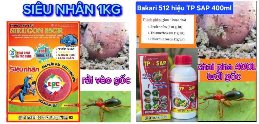 Thuốc Tưới Gốc, Rải Gốc Phòng Trị Sùng Hà, bọ Hà Trên Khoai Lang