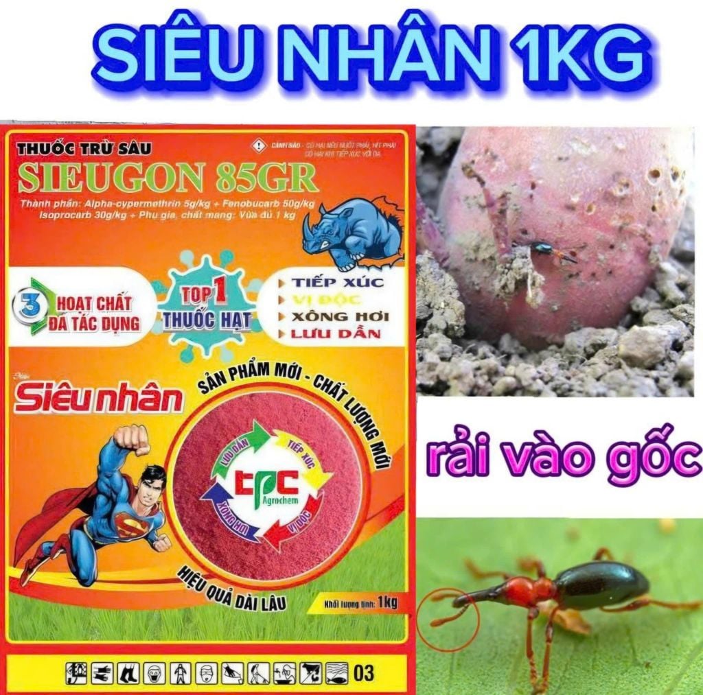 Thuốc Tưới Gốc, Rải Gốc Phòng Trị Sùng Hà, bọ Hà Trên Khoai Lang
