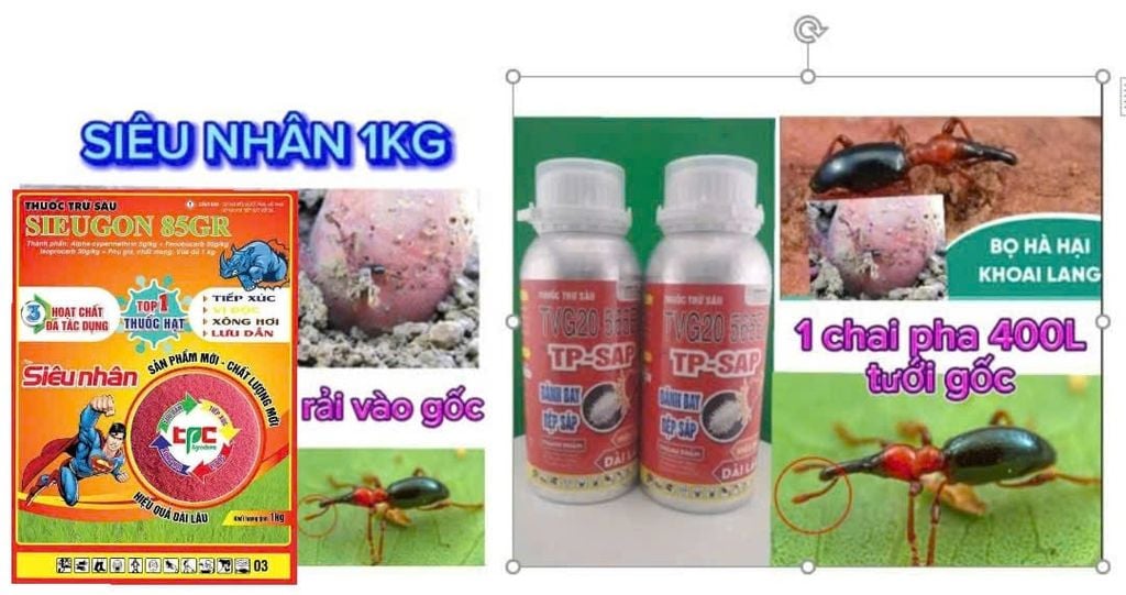 Thuốc Tưới Gốc, Rải Gốc Phòng Trị Sùng Hà, bọ Hà Trên Khoai Lang