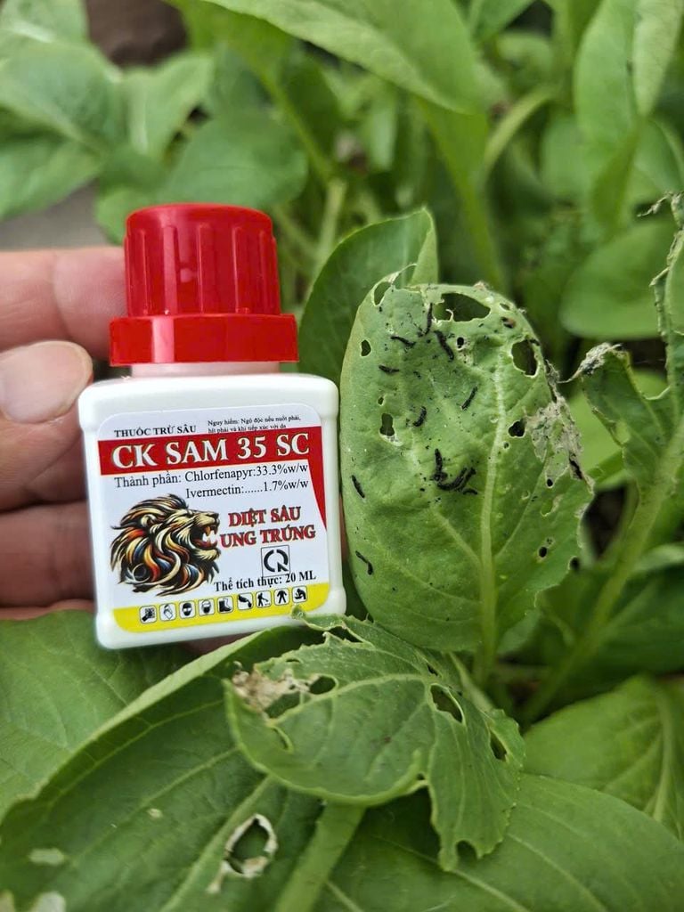 (Chai 20ml) Thuốc Trừ Sâu CK SAM 35SC - Diệt Sâu, Ung Trứng: trừ sâu keo mùa thu, bọ nhảy, sâu tơ, sâu cuốn lá, sâu xanh da láng