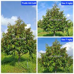 (Can 20 lít) Phân bón hữu cơ TFC ROOTS hiệu ROOT MAX: Chuyên Kích Rễ & Phục Hồi Cây. Siêu kích rễ - Đâm chồi - Đẻ nhánh - Phục hồi sau thu hoạch . Xuất xứ Thổ Nhĩ Kỳ