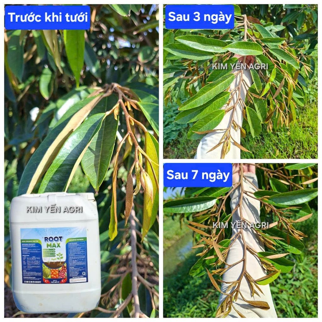 (Can 20 lít) Phân bón hữu cơ TFC ROOTS hiệu ROOT MAX: Chuyên Kích Rễ & Phục Hồi Cây. Siêu kích rễ - Đâm chồi - Đẻ nhánh - Phục hồi sau thu hoạch . Xuất xứ Thổ Nhĩ Kỳ