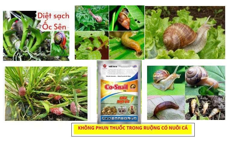 Gói 70gam - Thuốc trừ ốc bưu vàng, ốc sên, ốc ma, ốc hương - hiệu SIÊU DIỆT ỐC, NP SNAILIDCIDE 70gam: diệt ốc sên, diệt cả ốc nhỏ và ốc lớn