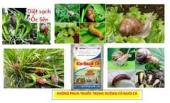 Gói 70gam - Thuốc trừ ốc bưu vàng, ốc sên, ốc ma, ốc hương - hiệu SIÊU DIỆT ỐC, NP SNAILIDCIDE 70gam: diệt ốc sên, diệt cả ốc nhỏ và ốc lớn