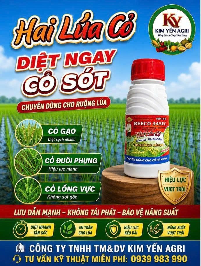 Thuốc trừ cỏ chọn lọc. Trừ cỏ chác lác, trừ cỏ lồng vực, cỏ đuôi phụng, cỏ gạo (cỏ sót ) trên ruộng lúa