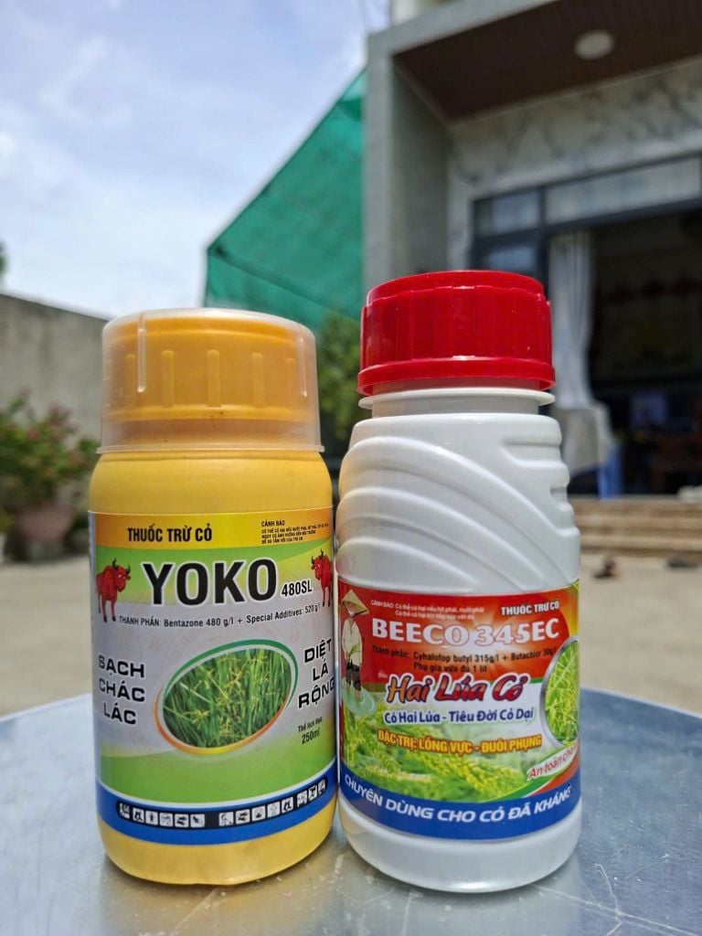 Thuốc trừ cỏ chọn lọc. Trừ cỏ chác lác, trừ cỏ lồng vực, cỏ đuôi phụng, cỏ gạo (cỏ sót ) trên ruộng lúa