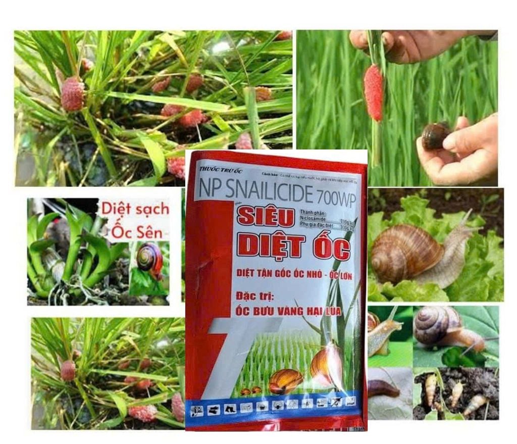 CÁC SẢN PHẨM TRỪ ỐC BƯƠU, ỐC SÊN, ỐC MA, ỐC KIM