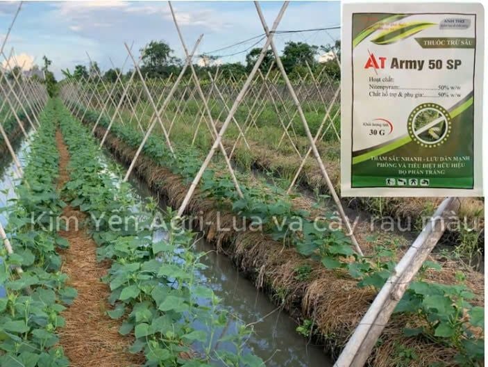 (Gói 30g & 100g) AT ARMY 50SP: trị rệp sáp trên dưa leo, trị rệp sáp trên lá và cả trái dưa leo, dưa chuột