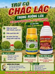 Thuốc Trừ Cỏ Chác Lác trên ruộng LÚA