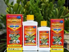 (Rệp sáp cây đào) Phòng trừ rệp sáp gây hại cây đào, không nóng, mát cây, mát bông