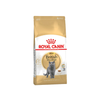 Hạt Royal Canin British Shorthair dành cho Mèo Anh Lông Ngắn trưởng thành 400g