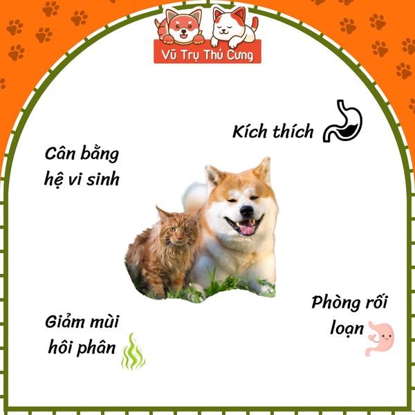 Combo Hộp 50 Gói Men Tiêu Hóa Cho Chó Mèo Probisol 5g2