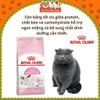 Thức Ăn Hạt Cho Mèo Con Royal Canin Mother & Babycat