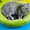 Nệm Ngủ Cho Chó Mèo Bằng Vải Nhung Size 40cm