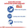 (Nguyên Seal) Thức ăn hạt cho Mèo trưởng thành Royal Canin Indoor 2Kg
