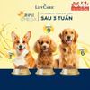 Hạt Cho Chó Luvcare 2Kg Hỗ Trợ Mượt Lông Da
