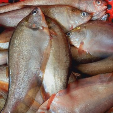 cá thát lát tươi 