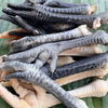 Gà Ta Thả Vườn