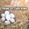 Trứng Gà Vịt